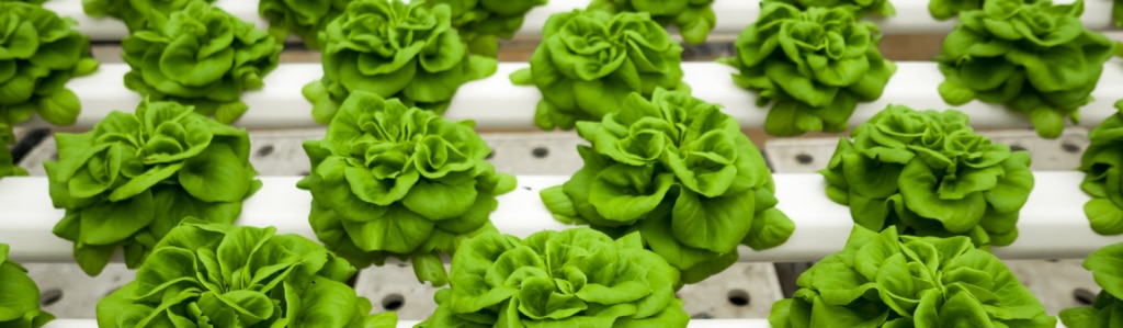 Des rangées de plants de laitue verte poussant dans un système hydroponique composé de tuyaux blancs percés de trous, illustrant les techniques agricoles modernes sans sol.