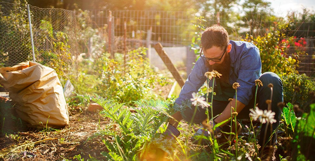 Un hombre con barba y gafas está arrodillado en un jardín bañado por el sol, cuidando unas plantas cerca de una valla. Cerca de él hay una gran bolsa de papel marrón. La escena es luminosa y al aire libre.