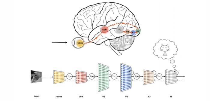 Diagrama en el que se compara la vía visual humana en el cerebro con una red neuronal artificial que procesa la imagen de un gato, y que culmina con el reconocimiento del gato en ambos sistemas.